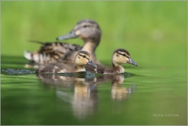 <p>KACHNA DIVOKÁ (Anas platyrhynchos) /Mallard - Stockente/</p>